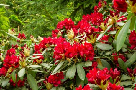 Rododendron v ekozahradě