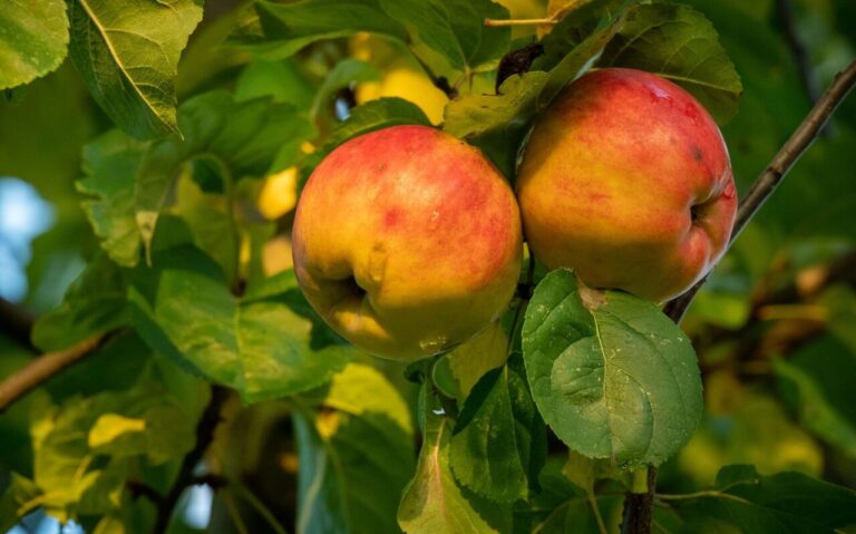 semenáčová jabloň