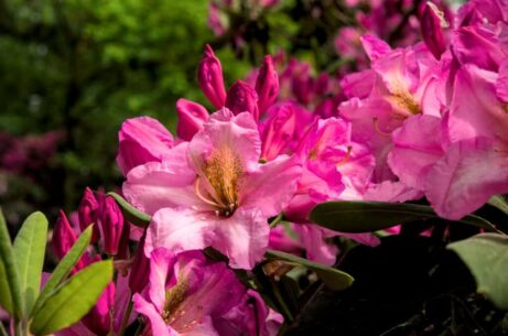 Rododendron